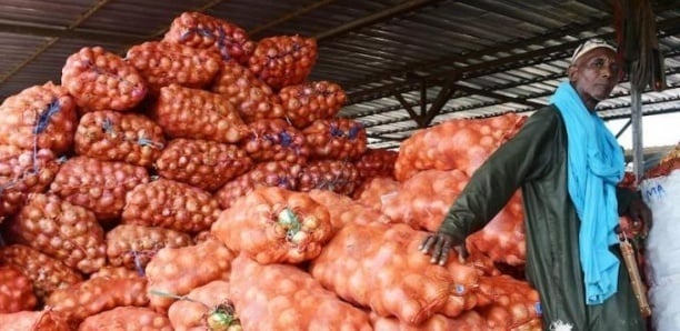 Image de Société. Le Sénégal, grand consommateur d'oignons avec une demande annuelle de près de 380 mille tonnes, se heurte à des obstacles majeurs dans la filière. Malgré une production de 400 mille tonnes, les pertes post-récoltes compromettent les efforts pour répondre à la demande croissante. Ansoumane Sané, directeur général de l'Agence de régulation des marchés, met en évidence la nécessité de maîtriser ces pertes pour maximiser les bénéfices de l'augmentation de la production. Pour surmonter ces défis, l'Agence de régulation des marchés a mis en place une stratégie de régulation par la saisie de stocks, soutenue par des infrastructures de stockage, de commercialisation et de chambres froides. Cette approche vise non seulement à conserver la production et à prolonger sa durée de vie sur le marché, mais aussi à créer de la valeur ajoutée et à générer des emplois. Est-ce la bonne stratégie selon vous ?