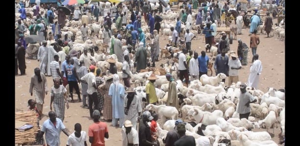 Image de Faits Divers. Ce dimanche 17 septembre au foirail de Dahra, deux décès sont survenus. D'abord, Alphousseyni Sow, un éleveur de 67 ans originaire de Méweul, a été terrassé par un malaise soudain et n'a pas survécu. Peu après, un incident tout aussi tragique a emporté Alpha Sow, rabatteur de 57 ans de Koki. Il a été mortellement blessé par un taureau qui lui a donné un coup de sabot au cou. Ces événements malheureux montrent le besoin urgent d'une infrastructure de santé au sein du foirail pour répondre aux urgences. Quelle est votre analyse de la situation ?