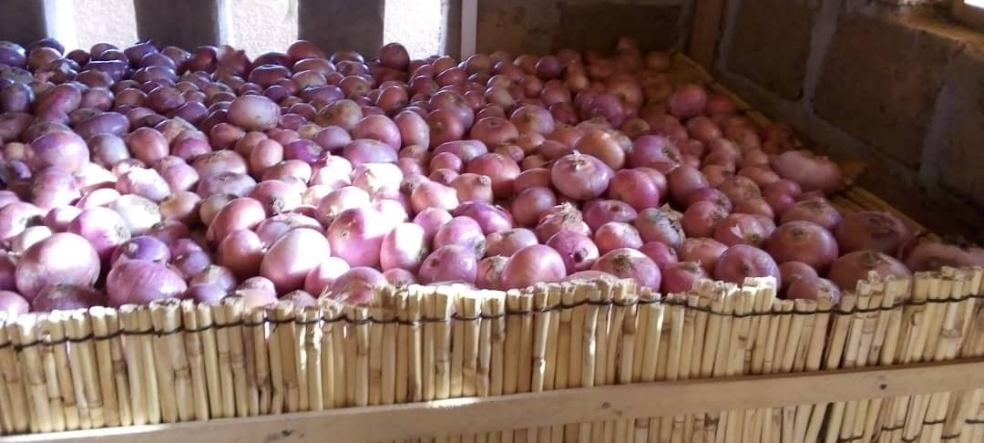 Image de Agriculture. Les défis de la conservation post-récolte dans le secteur horticole constituent une préoccupation majeure au Sénégal, un pays où les produits horticoles enregistrent des pertes importantes allant de 30 à 40 % au moment de la commercialisation. Face à ce problème récurrent, la Société d'exploitation du marché d'intérêt national (SEMIG), la gare des gros-porteurs et l'Agence de régulation des marchés ont récemment pris l'initiative de signer une convention de partenariat. Cette entente vise la construction et l'exploitation d'une unité de stockage d'oignon d'une capacité impressionnante de près de 5 000 tonnes. La signature de cet accord à Diamniadio entre les directeurs généraux des entités partenaires marque le début d'une collaboration sur cinq ans pour relever le défi de la conservation post-récolte, une étape cruciale dans la chaîne de valeur des produits horticoles. Ansoumana Sané, responsable d'Apr/Thiès, est convaincu que ce partenariat est essentiel pour répondre aux préoccupations des consommateurs qui ont connu des moments difficiles en raison de la spéculation autour de l'oignon. Cette initiative, selon lui, s'inscrit dans le cadre des efforts déployés pour assurer la souveraineté alimentaire du pays, en particulier pour les produits à forte consommation tels que l'oignon, la pomme de terre, la carotte, le chou, et d'autres. La directrice de la SEMIG SA, Fatoumata Niang Ba, souligne l'importance croissante de la demande d'espaces de stockage de la part des producteurs et opérateurs. Elle met en avant l'obligation de les soutenir, considérant que tout changement dans la chaîne de valeur agricole peut avoir des répercussions socioéconomiques significatives. Le but ultime de cette approche est de garantir la souveraineté alimentaire du pays, et elle envisage d'élargir et d'intégrer des projets existants au sein des entités relevant du ministère du Commerce pour renforcer l'efficacité de l'action entreprise. Cette collaboration entre la SEMIG, la gare des gros-porteurs, et l'Agence de régulation des marchés vise à résoudre un problème pressant dans le secteur horticole sénégalais, à savoir les pertes post-récolte. Ces pertes sont souvent dues à un défaut de stockage et de conservation des produits, un enjeu majeur dans un contexte où la sécurité alimentaire et la disponibilité de produits horticoles de qualité sont essentielles. Cependant, au-delà de cette initiative, il est crucial d'élargir la perspective pour aborder plus largement les problèmes liés à la conservation post-récolte dans l'ensemble du secteur horticole. Cela nécessite une analyse approfondie des causes sous-jacentes des pertes post-récolte, de l'efficacité des pratiques actuelles de stockage et de conservation, ainsi que des solutions innovantes pouvant être mises en œuvre à l'échelle nationale. Le secteur horticole joue un rôle vital dans l'économie sénégalaise, fournissant des emplois et contribuant à la sécurité alimentaire. Une approche holistique de la conservation post-récolte pourrait non seulement réduire les pertes, mais également stimuler la durabilité de cette industrie cruciale. Il est impératif d'impliquer toutes les parties prenantes, y compris les agriculteurs, les autorités gouvernementales, les entreprises du secteur, les chercheurs et la société civile, dans un dialogue collaboratif visant à identifier des solutions innovantes et à mettre en œuvre des pratiques durables. La technologie moderne, les approches basées sur les données, et les pratiques agricoles durables pourraient jouer un rôle central dans la transformation du secteur horticole sénégalais. L'utilisation de systèmes de surveillance intelligents, de techniques de stockage améliorées, et de chaînes logistiques efficaces pourrait contribuer à minimiser les pertes et à garantir que les produits horticoles parviennent aux consommateurs dans des conditions optimales. En outre, des programmes éducatifs et de sensibilisation pour les agriculteurs sur les meilleures pratiques de stockage et de conservation pourraient renforcer la résilience du secteur face aux défis actuels et futurs. La formation sur les technologies émergentes et les méthodes agricoles durables peut également améliorer la productivité et la rentabilité des exploitations agricoles, tout en réduisant l'impact environnemental. Alors que le partenariat entre la SEMIG, la gare des gros-porteurs, et l'Agence de régulation des marchés représente une étape positive, il est essentiel d'encourager d'autres initiatives similaires et de promouvoir une approche collaborative à l'échelle nationale. Les enseignements tirés de cette collaboration peuvent servir de modèle pour d'autres régions du Sénégal et même au-delà des frontières. En conclusion, bien que la construction d'une unité de stockage d'oignon soit une réponse immédiate à un problème spécifique, l'élargissement de la discussion et la mise en œuvre de stratégies holistiques sont nécessaires pour aborder efficacement les défis plus vastes de la conservation post-récolte dans le secteur horticole sénégalais. Comment pouvons-nous garantir une approche durable et inclusive pour surmonter ces défis et promouvoir la sécurité alimentaire à long terme au Sénégal ? La réponse à cette question ouvre la voie à une vision plus complète et à des actions concertées pour transformer le paysage horticole sénégalais.